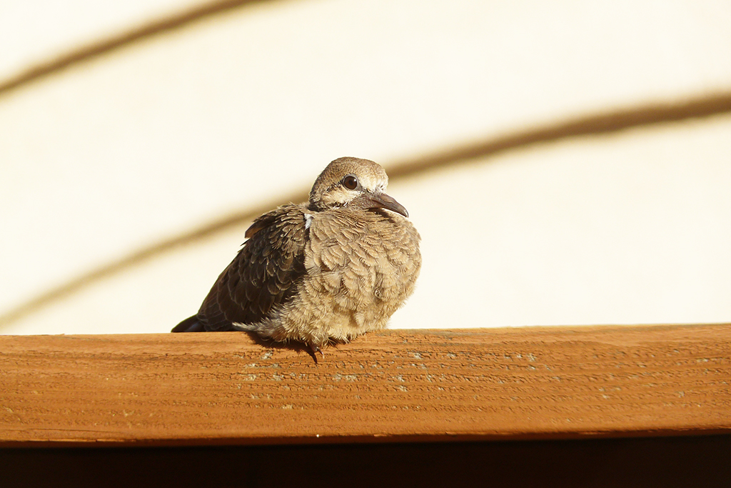 Mourning Dove